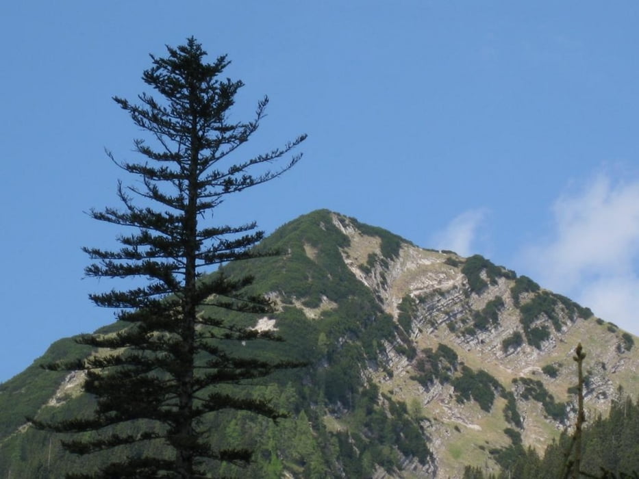 Ammerwald - Plansee