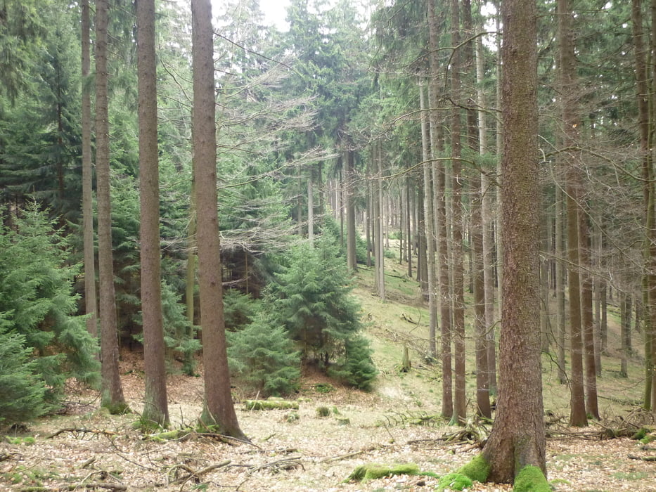 Grenzsteinwanderung am Sandplacken