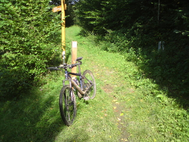 Im Hergartener Wald