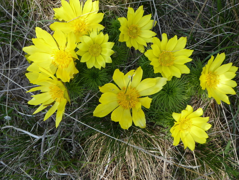 Adonisröschen - Fallstein - Hoppenstedt