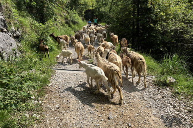 Monte Pezzeda