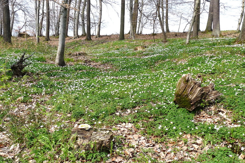 Durch Großen und Kleinen Fallstein