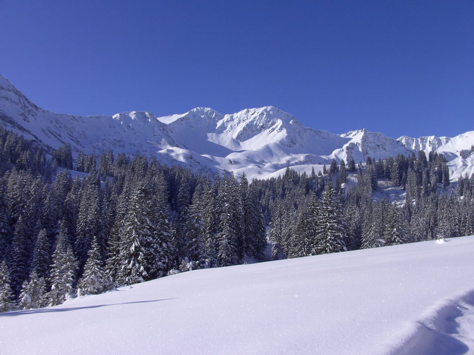 Grünhorn