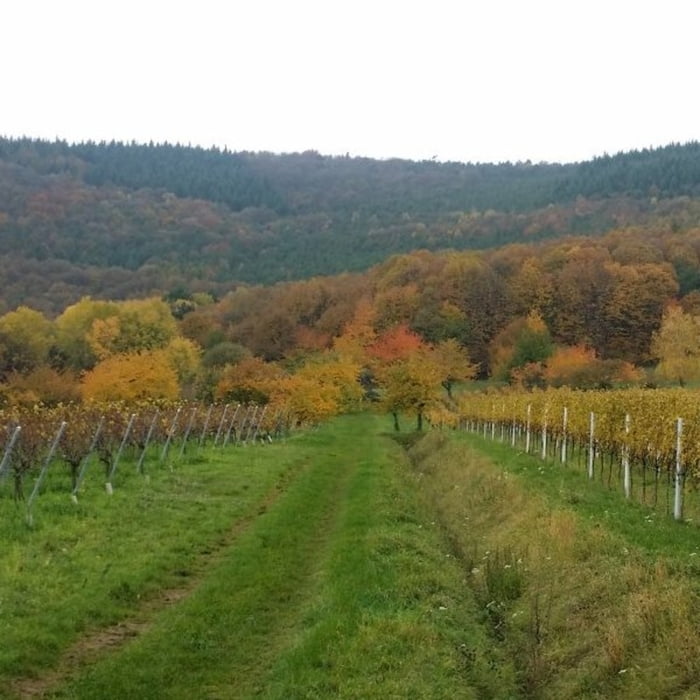 Pfälzer Rundwanderung mit Einkehr - Rietaniahütte