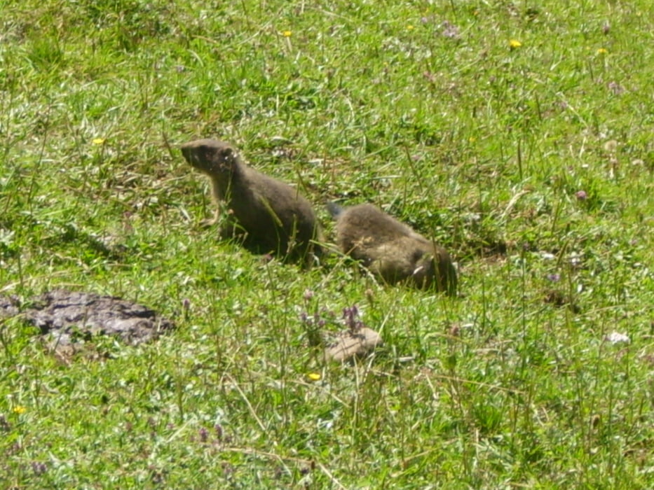 Murmeltiere und Schaubergwerk/Rundtour in Leogang