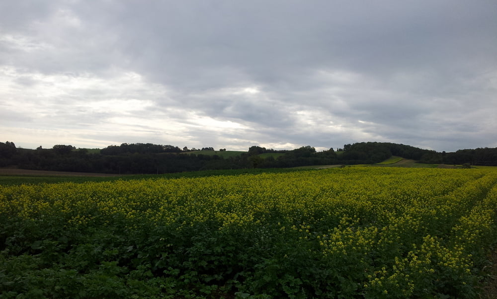 Landegg