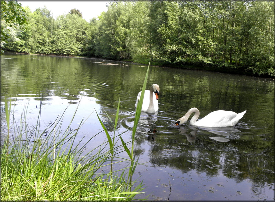 Rondwandeling Venekotensee