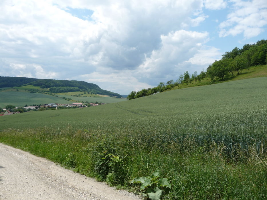 Wandern um Jena, Nördliche Umgebung, Im Tautenburger Forst