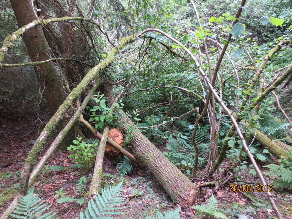 Naturwanderpark DeLux - Irsenpfad