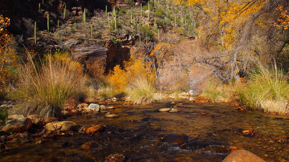 131230 USA Tucson - Sabino Canyon