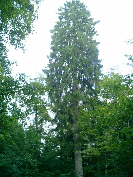 Ruwerfichte