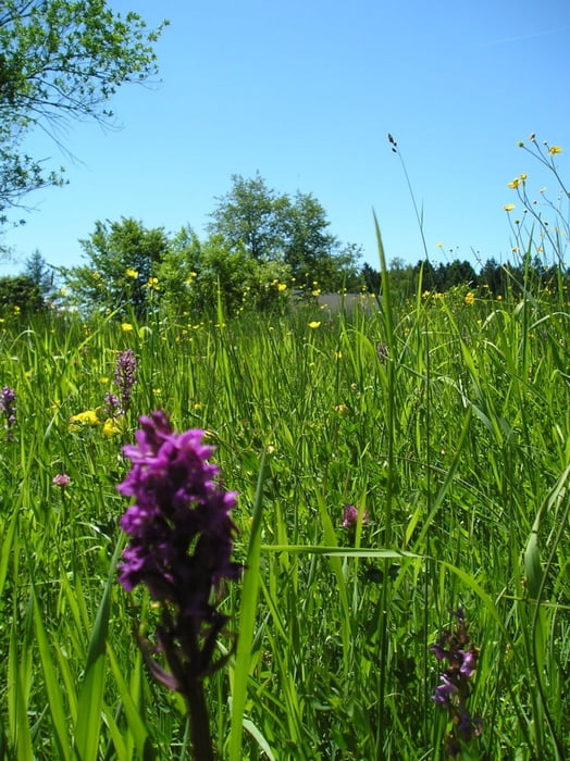 Rundwanderung Lindenberg im Allgäu, Bayern