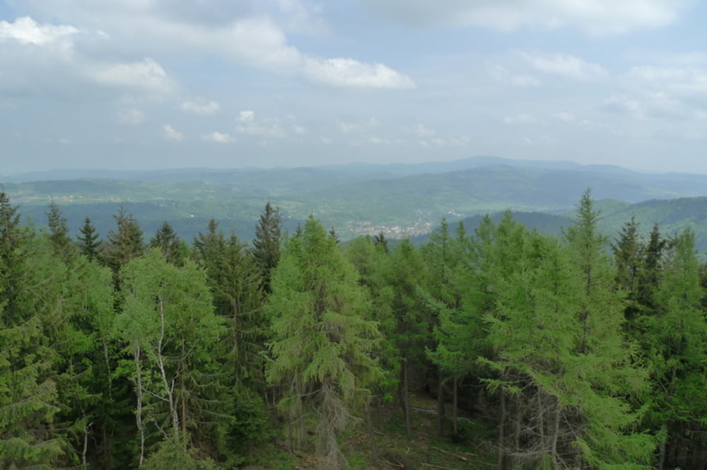 Jedlina-Zdrój - Borowa - Jedlina Zdrój