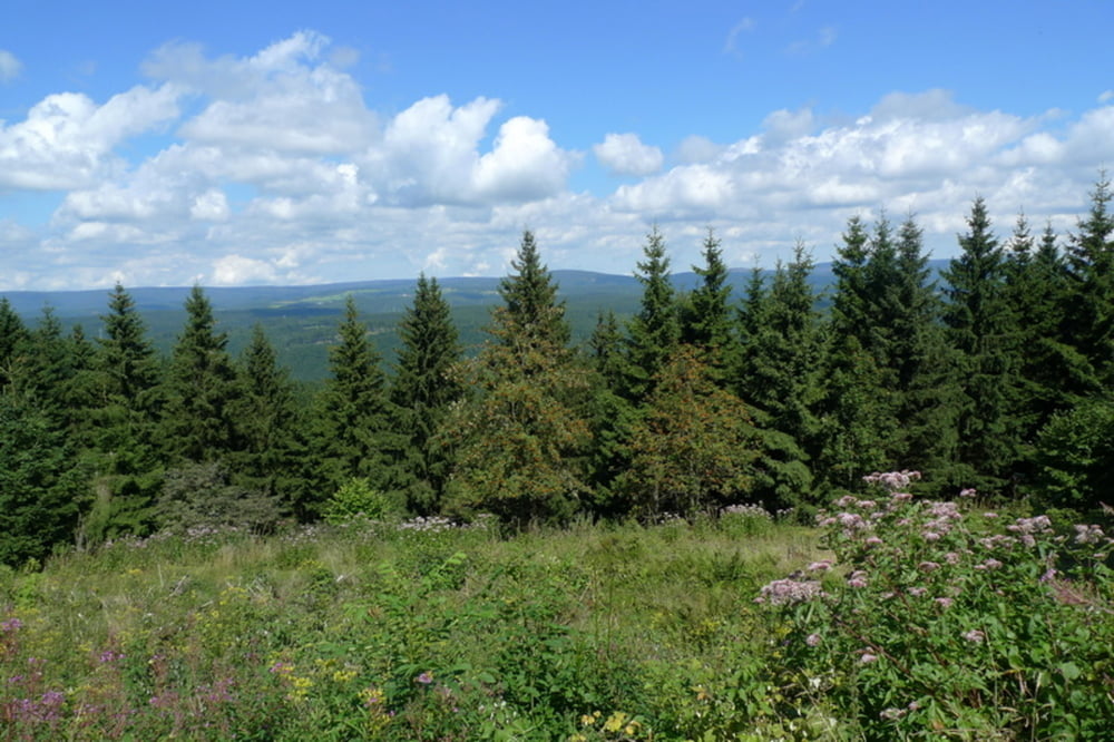 Wieda-Stöberhai-Wieda