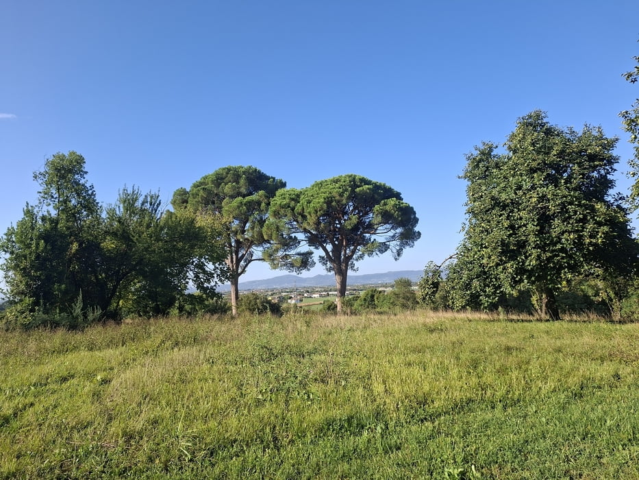 Caminada dell'uva 2026 a Sarcedo (VI)