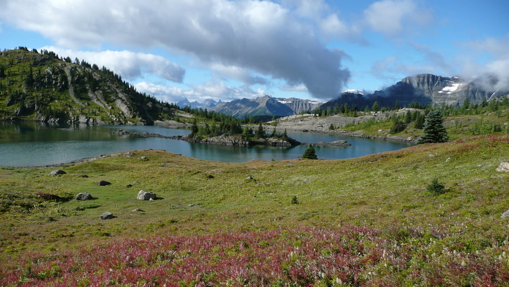 Sunshine Meadows