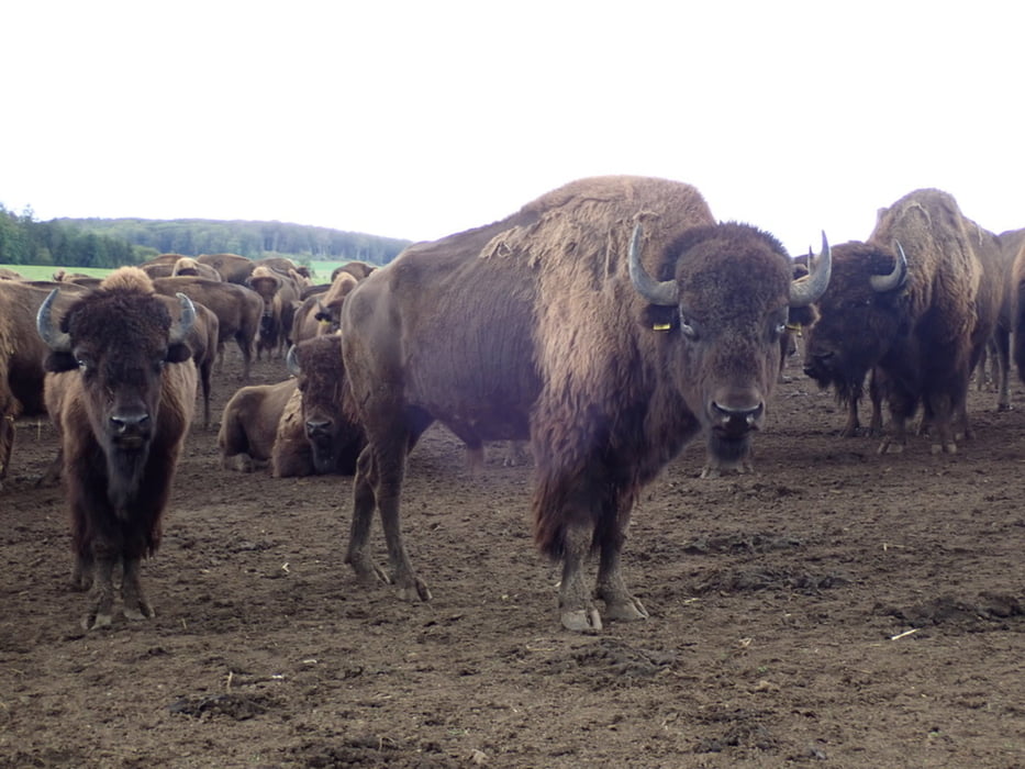 Stangerode Bisongehege - Konradsburg - Degenershausen