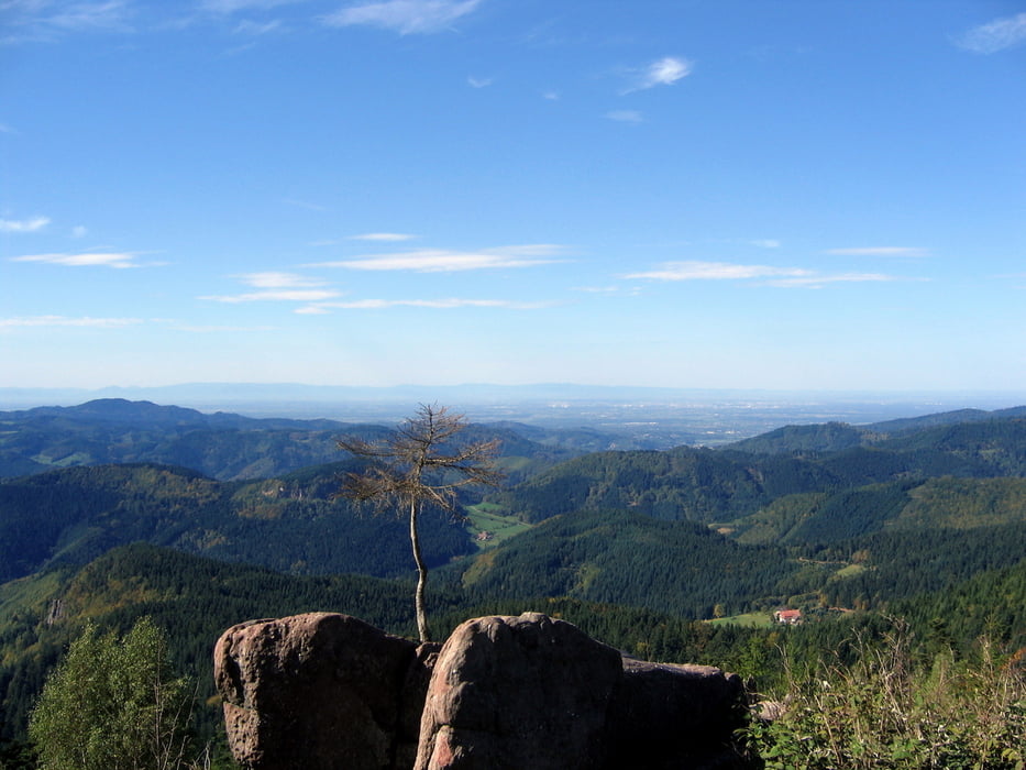 Kniebis Schliffkopf Bosensteiner Eck Ruhestein und zurück