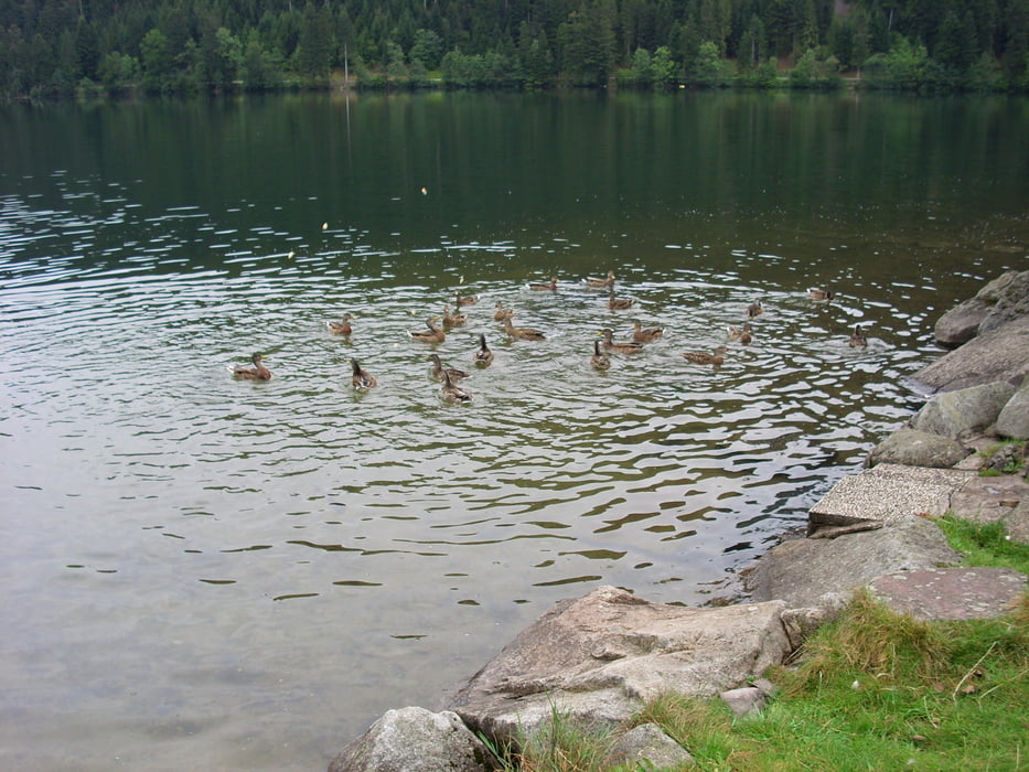 Fünf Seenrunde Longemer über Wildenstein,La Bresse u. zurück