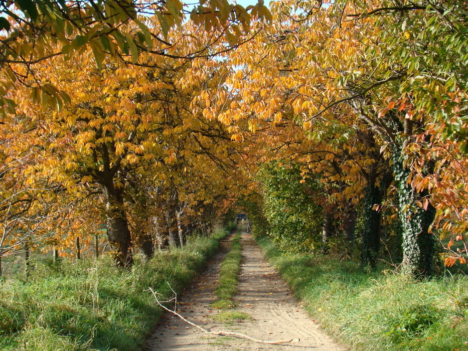 Herfstwandeling in natuurreservaat de Doode Bemde