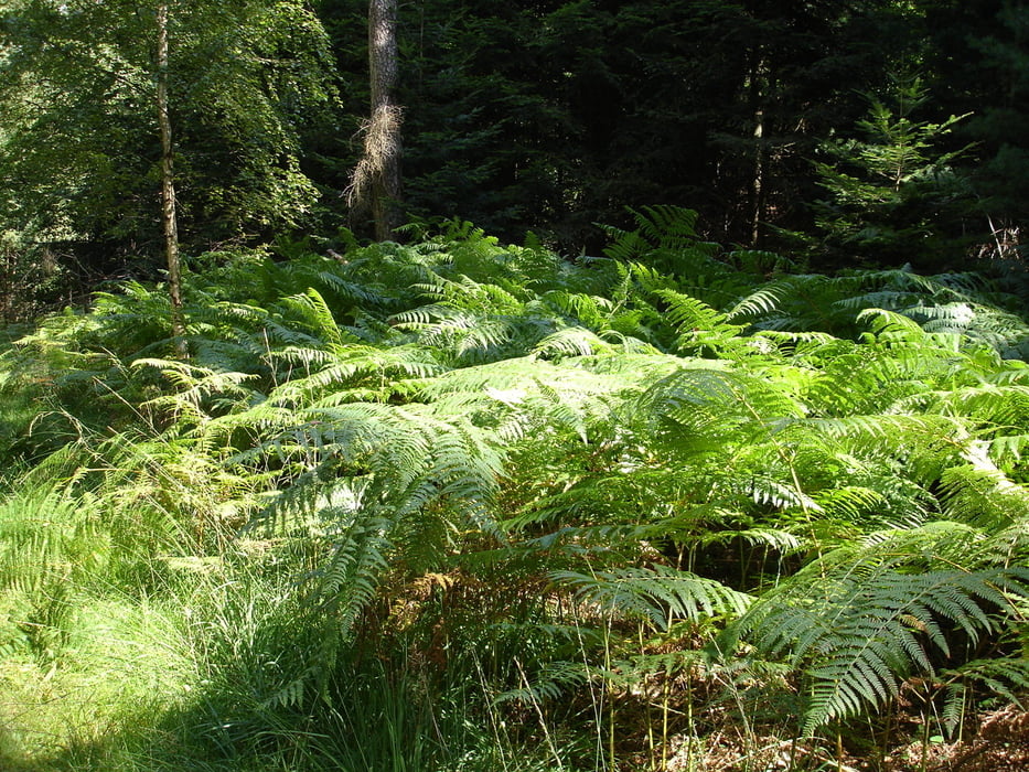 Wanderung durch die Pfalz