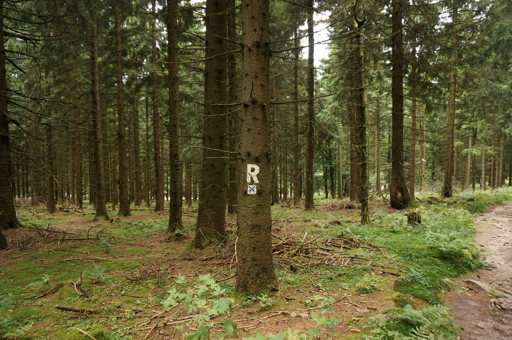 Der Messerweg am Rennsteig