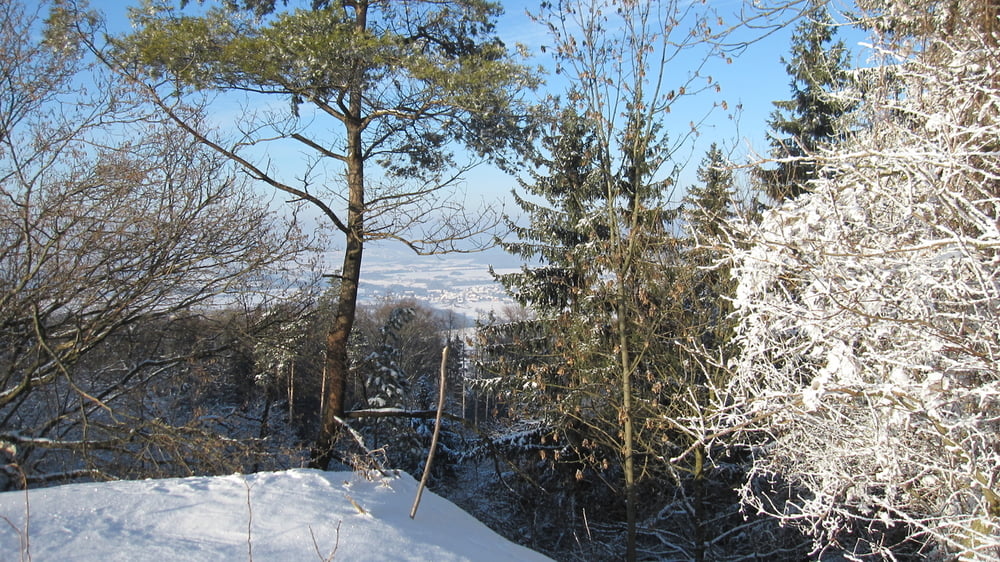 Schneeschuhwandern Franken: Regensberg-Großenbuch,Streckenwanderung