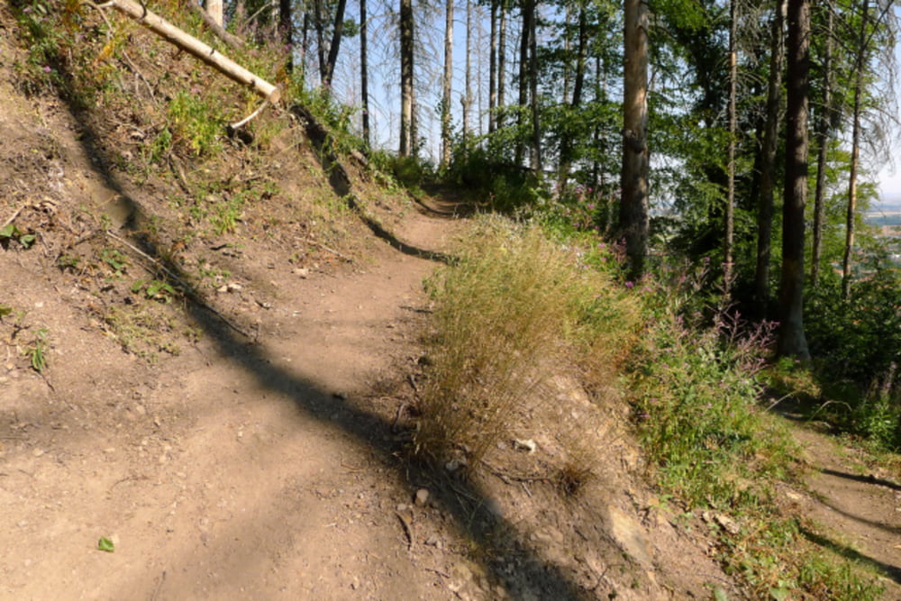 Meine Variante der Tour Ilsenburg M01 