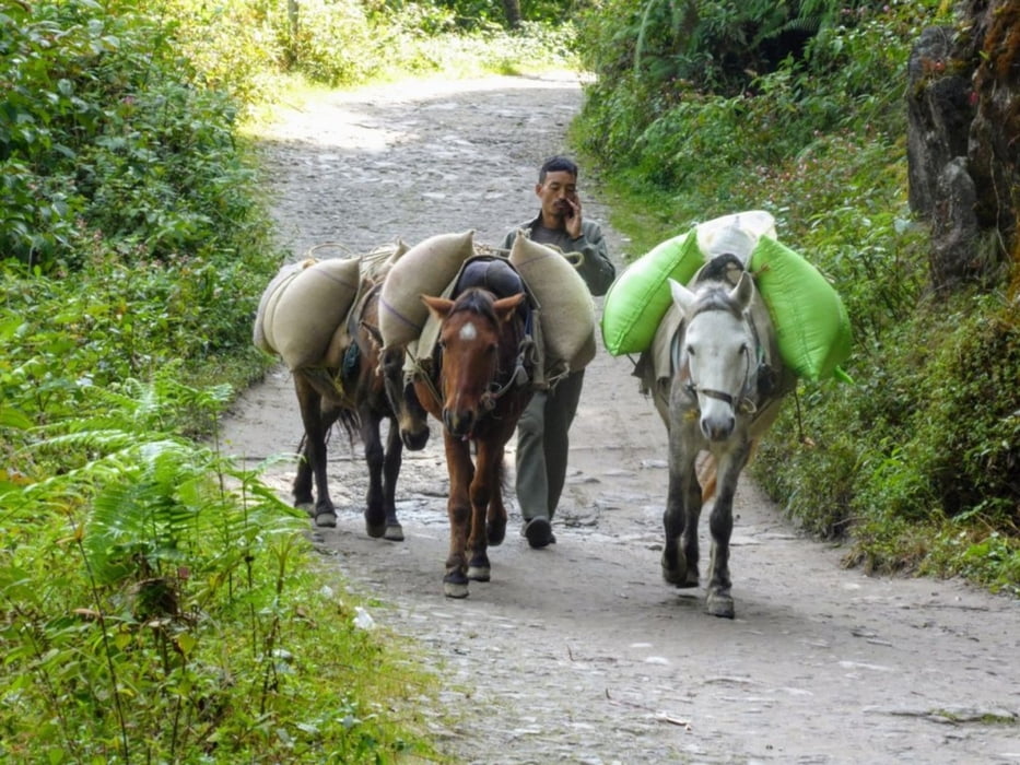 Trekking auf dem Singalila Ridge