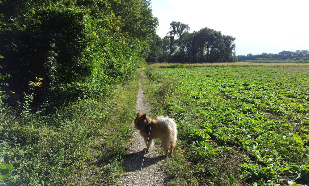AA mit Gelia