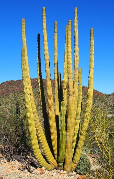 140101 Organ Pipe Cactus NM