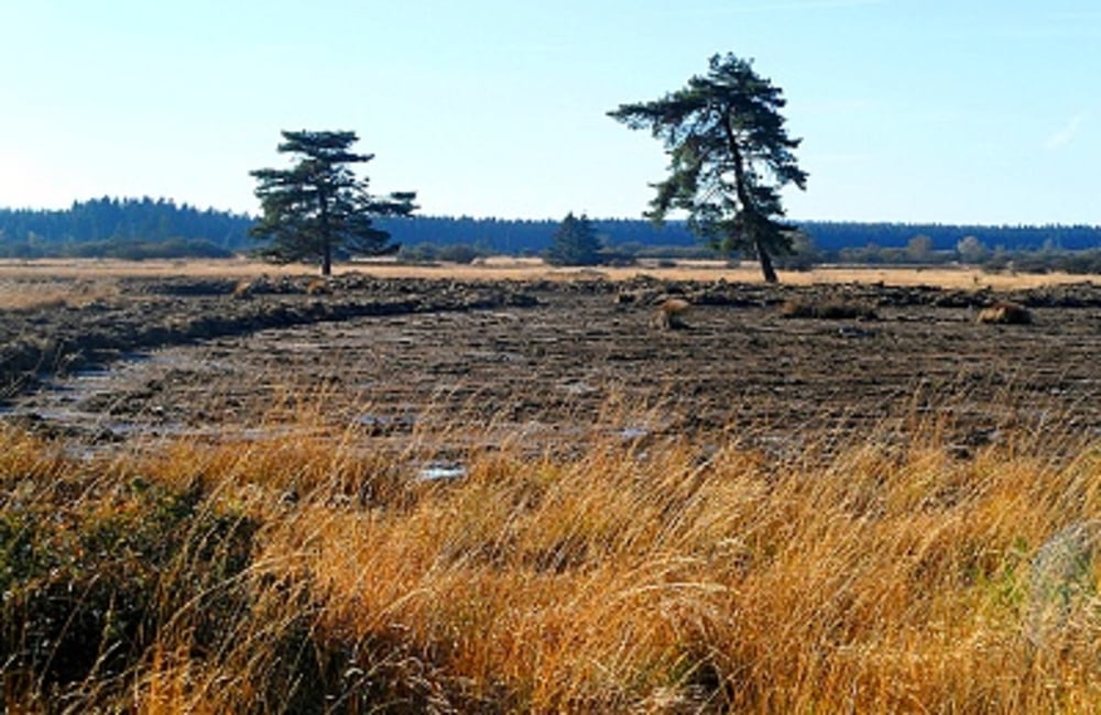 Heide Moor und Wald im Venn