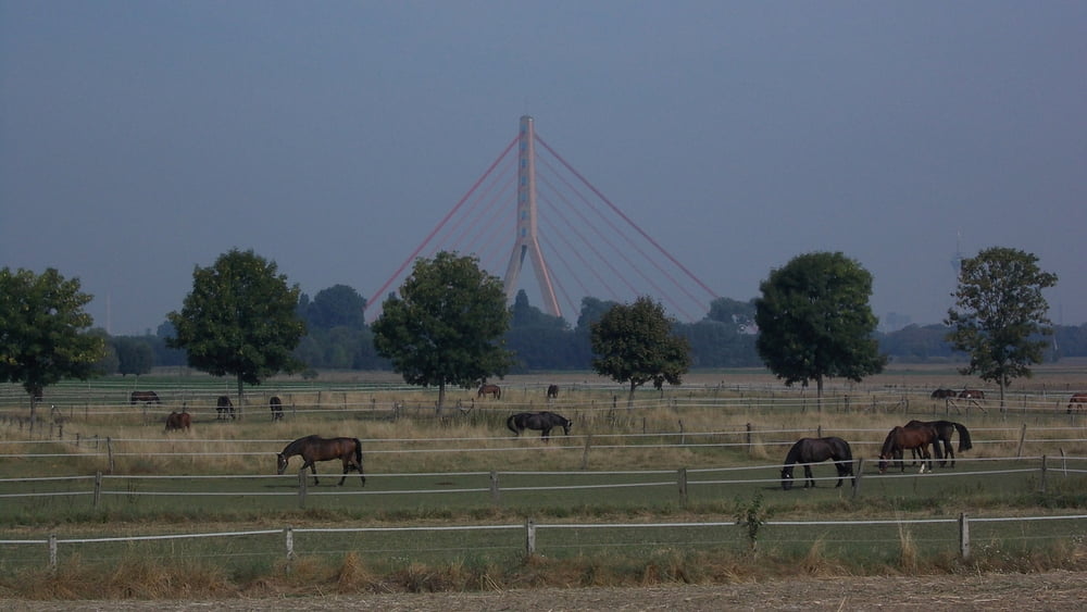 Runde am Rhein, Uedesheim <--> Südbrücke