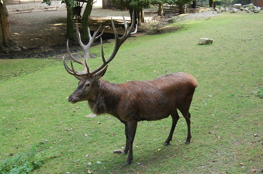 Wandern mit Kinder – Tierpark Christianental zum Schloss Wernigerode