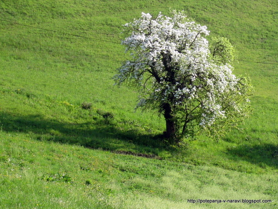 Sv. Miklavž, Cicelj, Murovica
