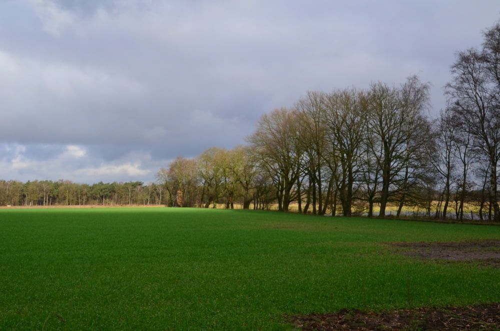 De Liereman
