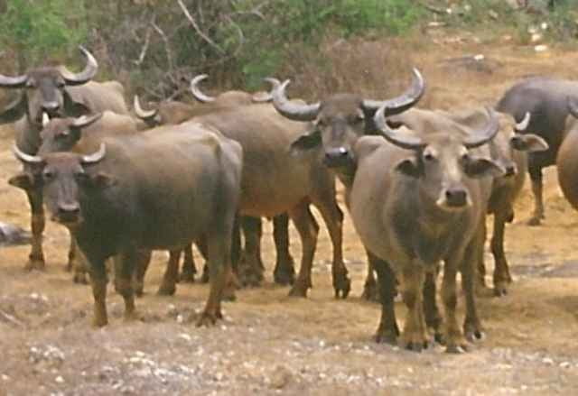 Bullach