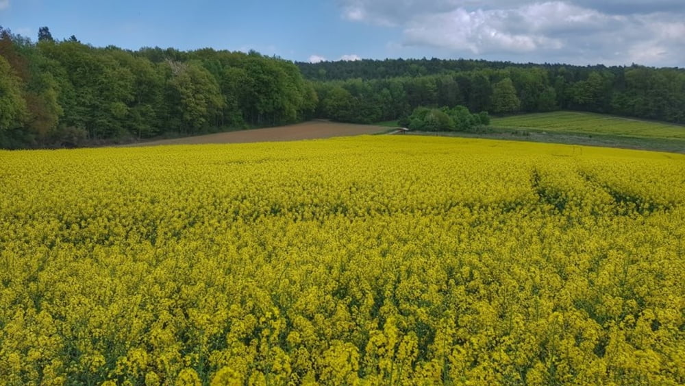 Frühlingsrunde