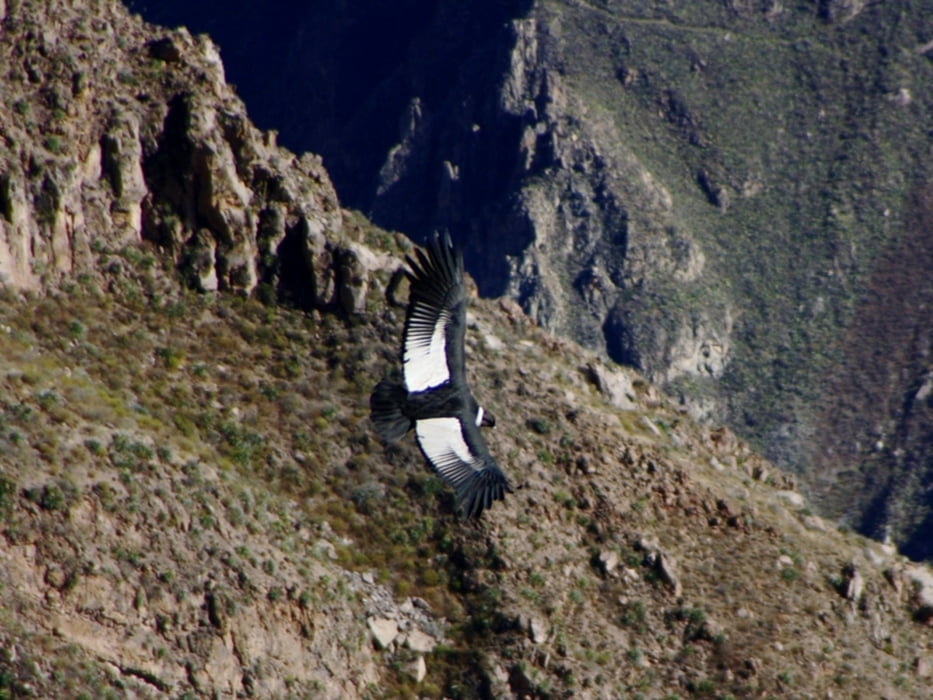 Tour am Colca-Canyon