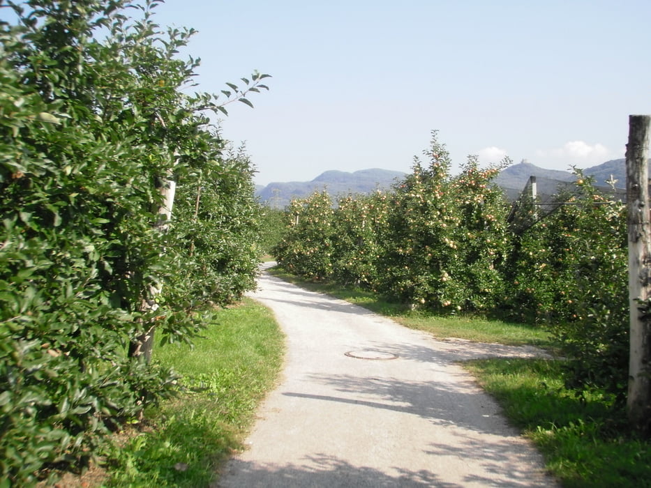 Traminrunde