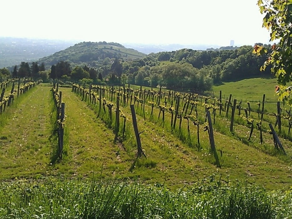 Kahlenbergrunde (von Wien aus) - Variante 2
