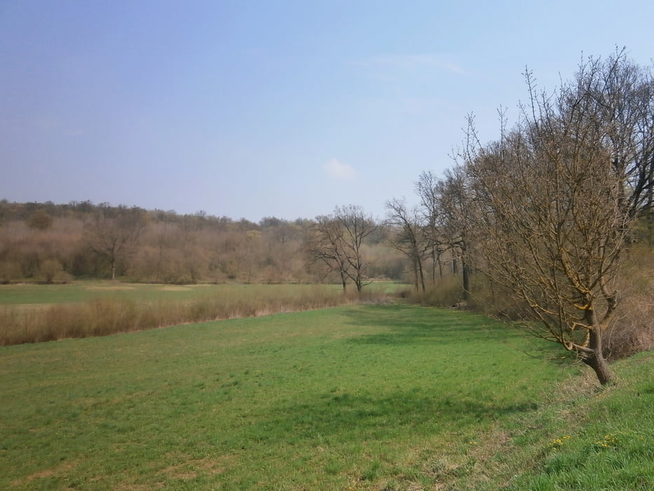 Rohrwald