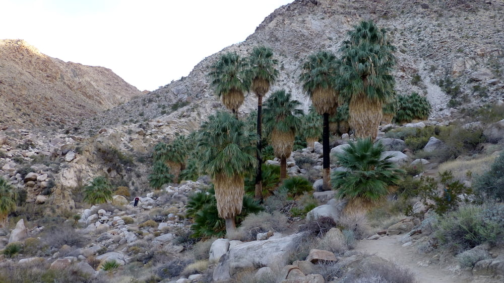 140103.3 USA Joshua Tree NP - 49 Palms Trail