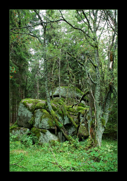 Im Nationalpark Harz; Drei Annen Hohne