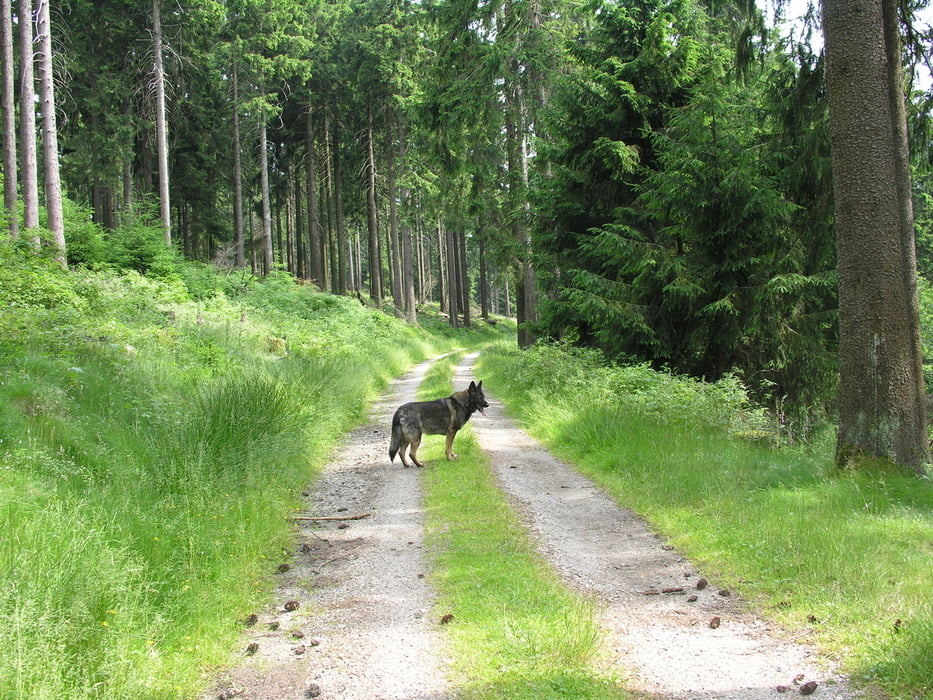 Kleine Runde um den Kleinen Feldberg