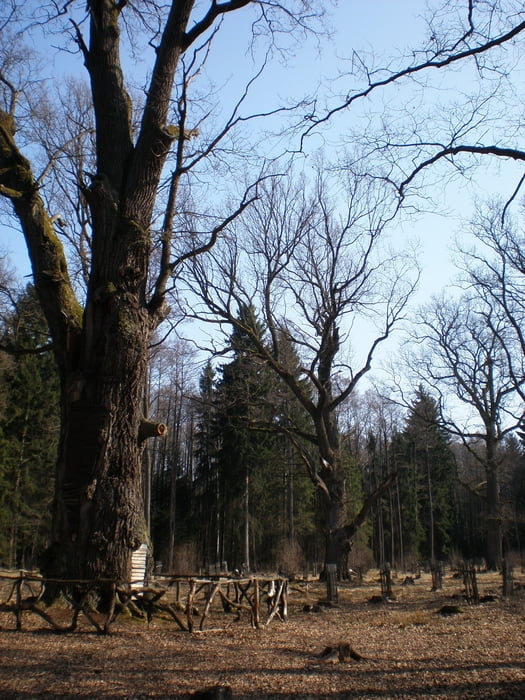 Hradec Král. -Roudnička -Býšť -Týniště n.O. -Librantice -Slezské předm.