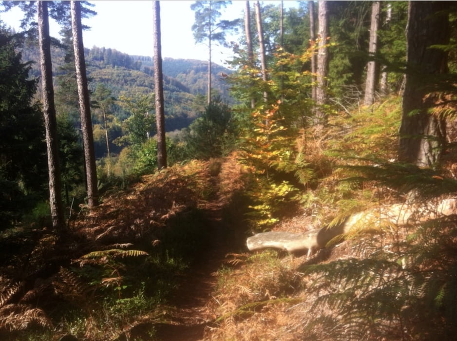Saverne - Dabo - Trailtour