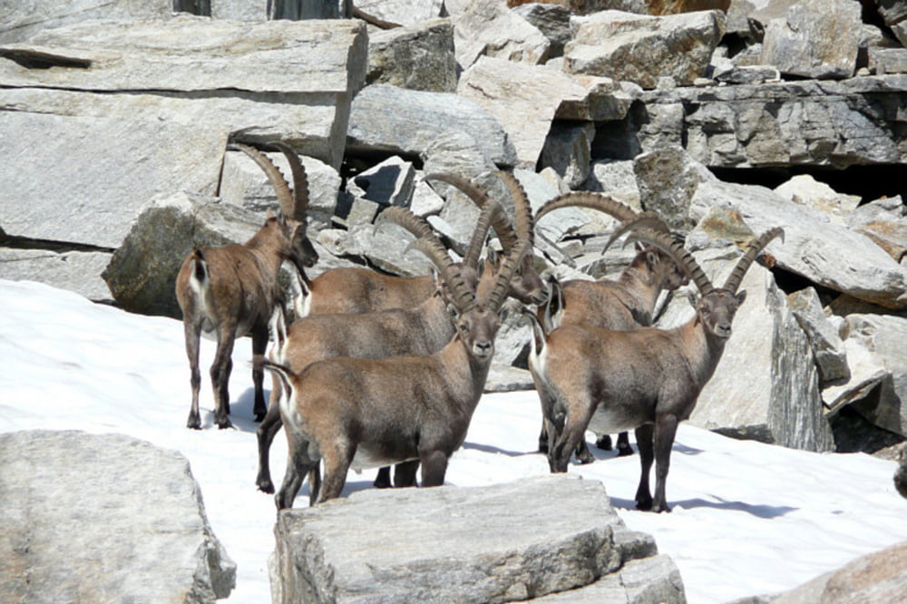 Gletscher und Steinböcke in der Silvretta