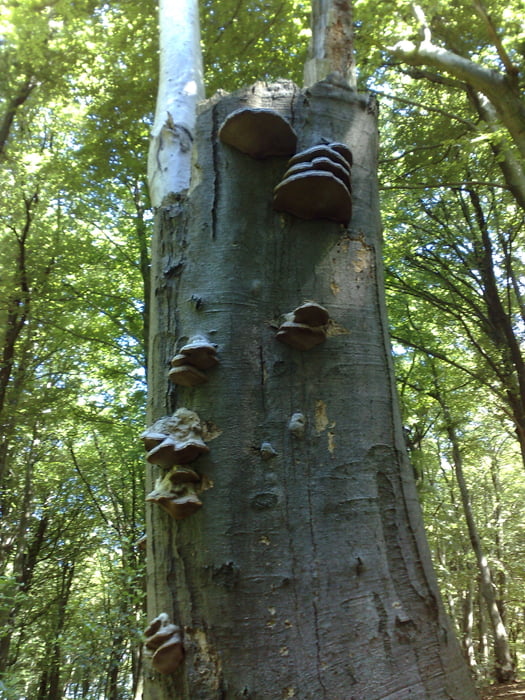 Trails rund um Leverkusen 2