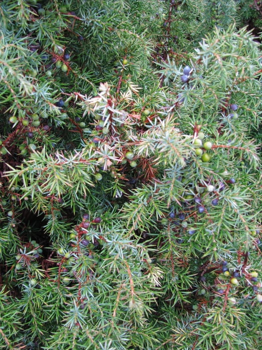 Auf dem Wiwwelsberg im Ahrgebirge